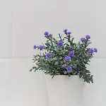 Bracara 